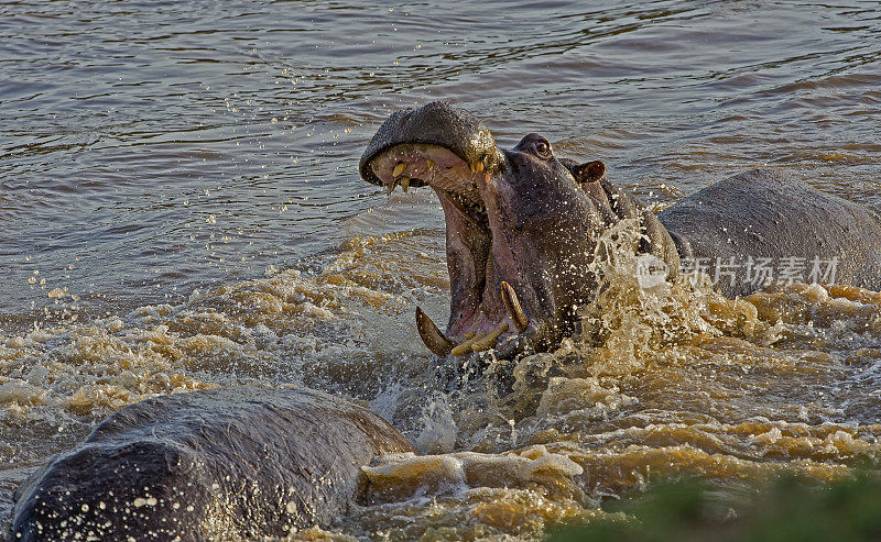 河马(hippopotamus amphibius)，又称河马，是一种大型食草哺乳动物。肯尼亚马赛马拉国家保护区。张着嘴打了个呵欠。雄性大张着嘴打架。